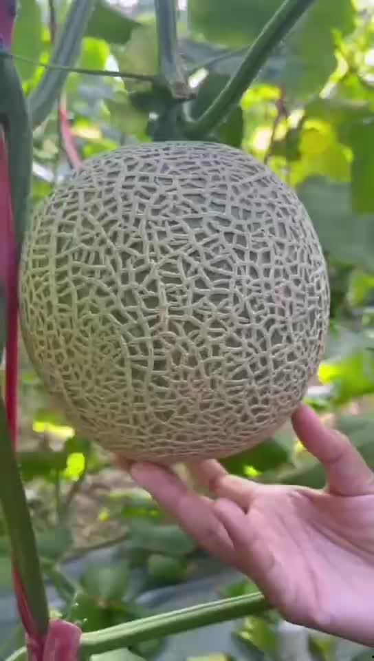 吃玲珑蜜瓜视频,一探吃玲珑蜜瓜的甜蜜之旅