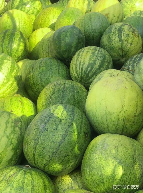 新疆吃籽瓜,甜蜜滋味中的地域风情