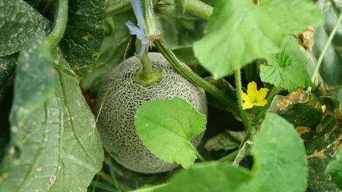 清羽吃瓜,揭秘娱乐圈幕后故事