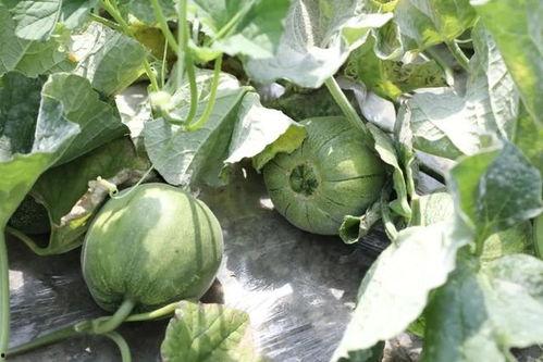 奉贤区吃瓜,瓜果飘香，品味夏日田园风情