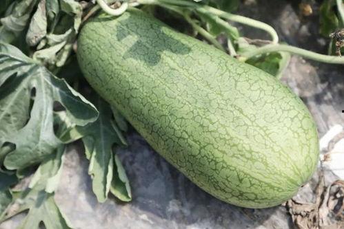 夏天吃的黄色瓜,夏日黄金瓜果盛宴