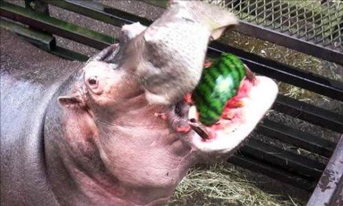 嘎嘎速吃瓜,揭秘娱乐圈最新热点事件