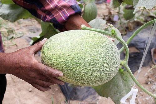 江苏宿迁吃瓜视频曝光,揭秘当地风俗与文化现象