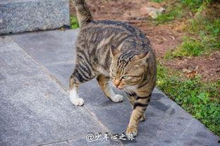 吵架猫猫吃瓜,揭秘宠物界的“八卦风云”