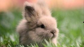 小兔吃瓜视频,萌宠美食大揭秘