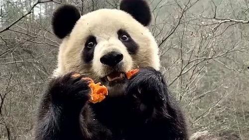 吃瓜搞笑熊猫图片,萌态十足引网友爆笑