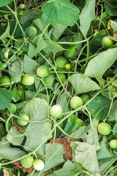 狗屎瓜怎么吃,解锁美味新体验