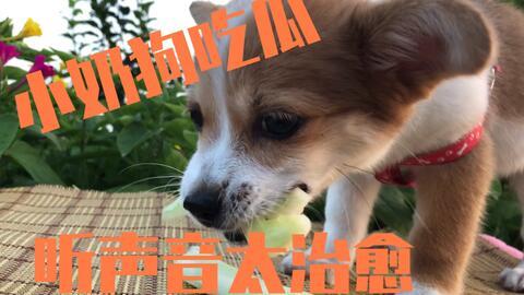 吃瓜白狗主人,吃瓜白狗主人的趣味日常