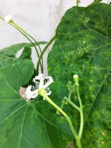 白元瓜怎样吃,解锁夏日清新美味