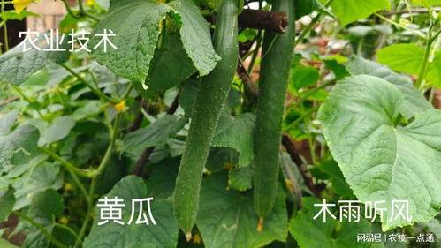 小瓜枝条怎么吃,意想不到的美味新吃法